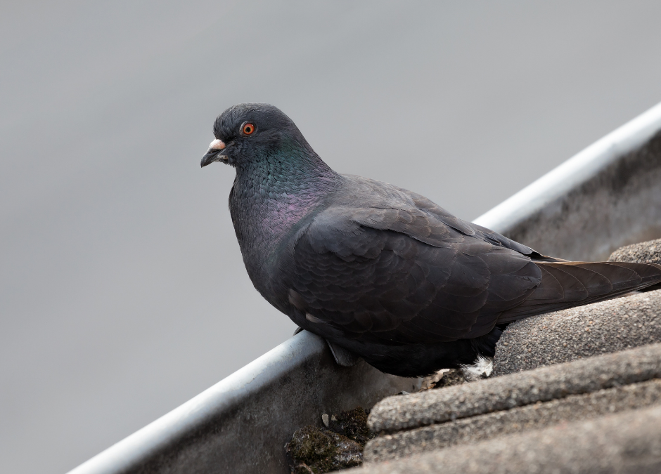 How To Keep Birds Out Of Your Roofs Gutters